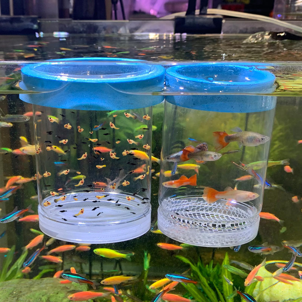 NestBasics caja de crianza para acuario, separación segura para peces pequeños