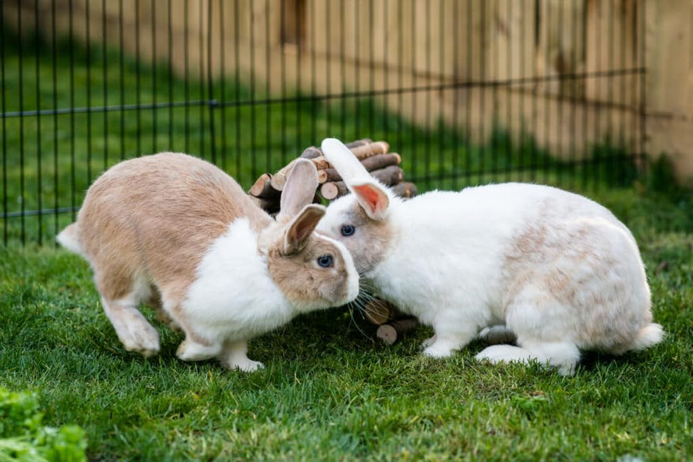 New Country Organics pellets sin maíz ni soja para conejo