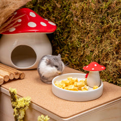 Niteangel sin aditivos: snack natural para pequeños animales, ideal para premiar momentos de juego.