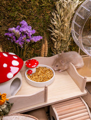 Niteangel snack para degús: delicioso snack rico en proteínas para actividad.