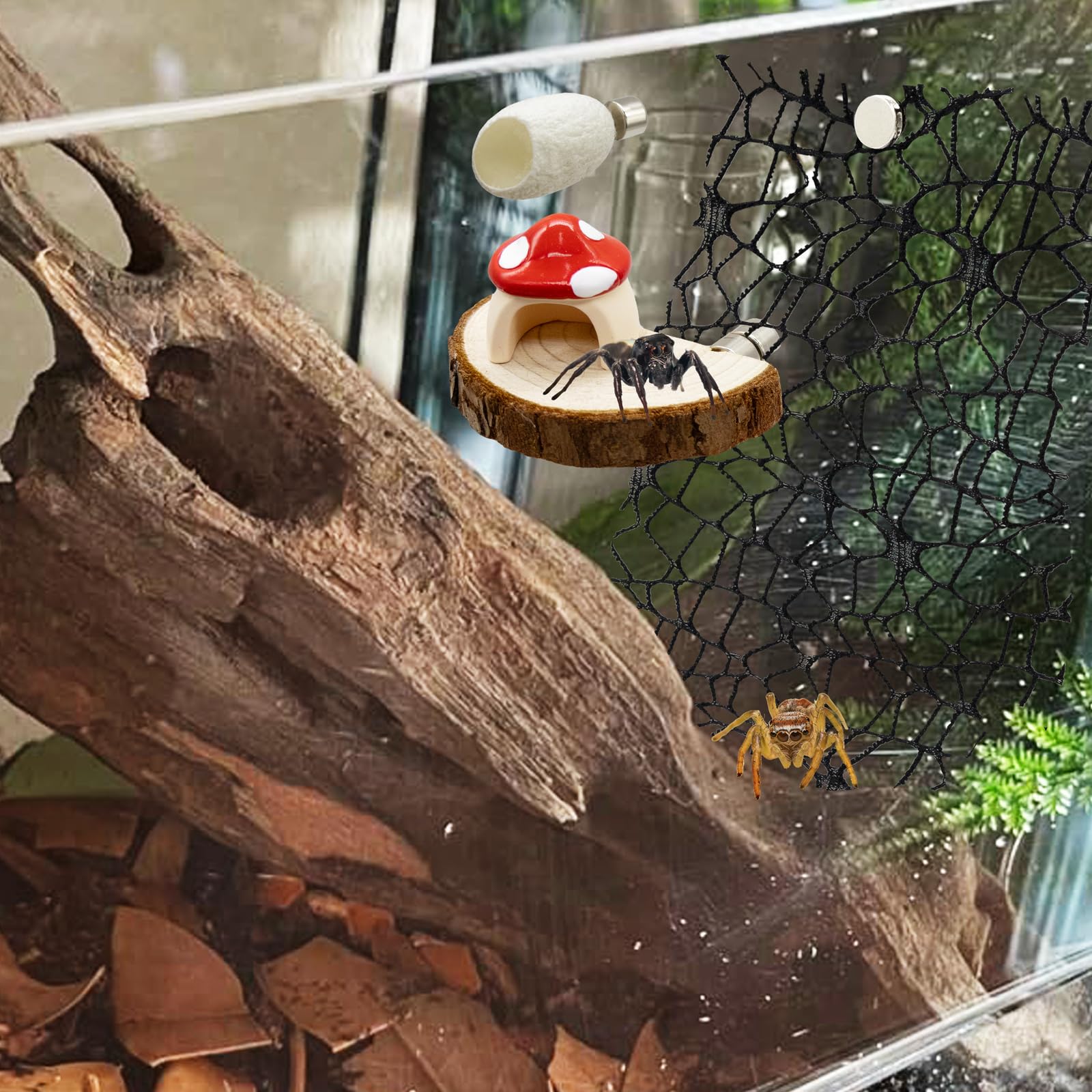 Niuohoy enriquecimiento terrario: combinaciones para explorar y trepar.