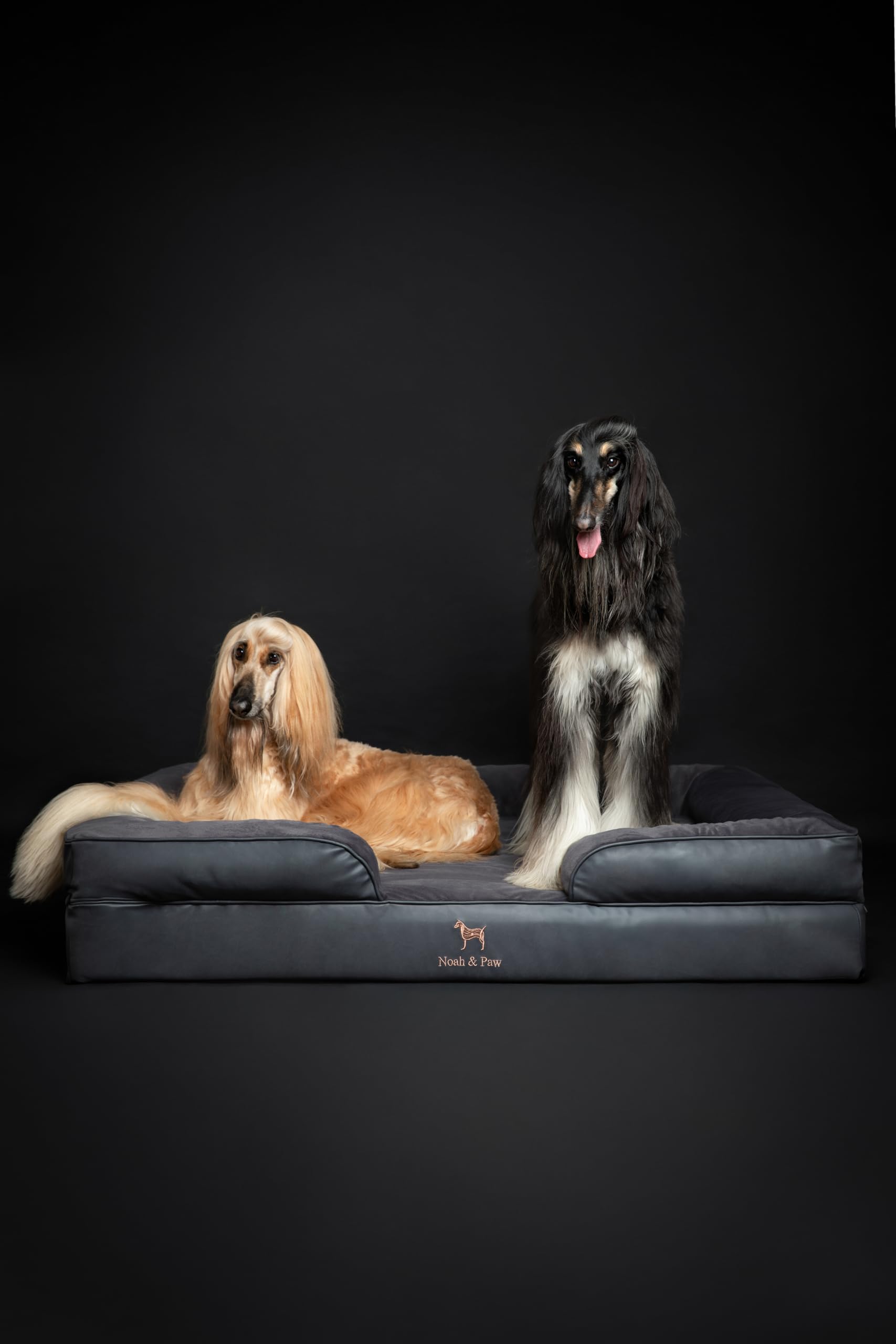 Tamaño XXL NOAH & PAW para razas grandes y perros adultos