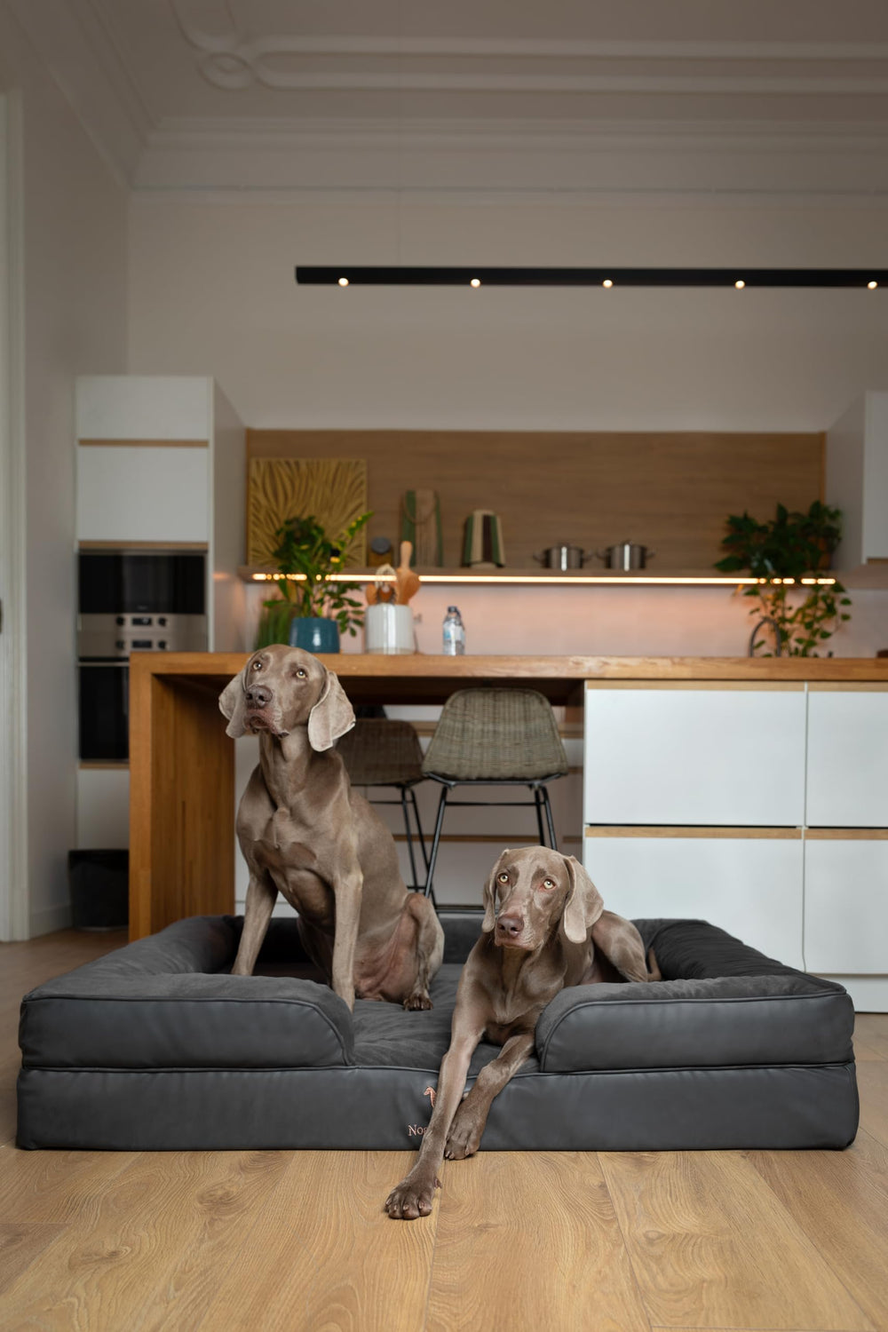 Cama NOAH & PAW XXL presenta diseño de tres capas para confort duradero