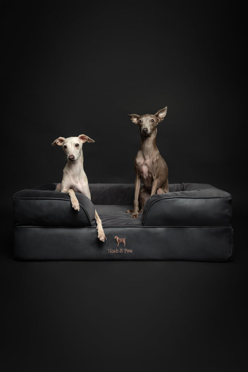 NOAH & PAW diseño pensado para uso diario y perros adultos.