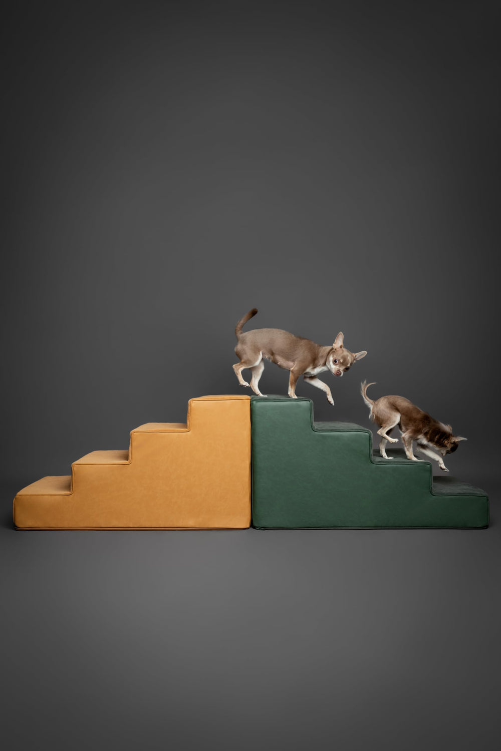 Noah & Paw rampa y escalera, complemento cómodo para subir a sofá.