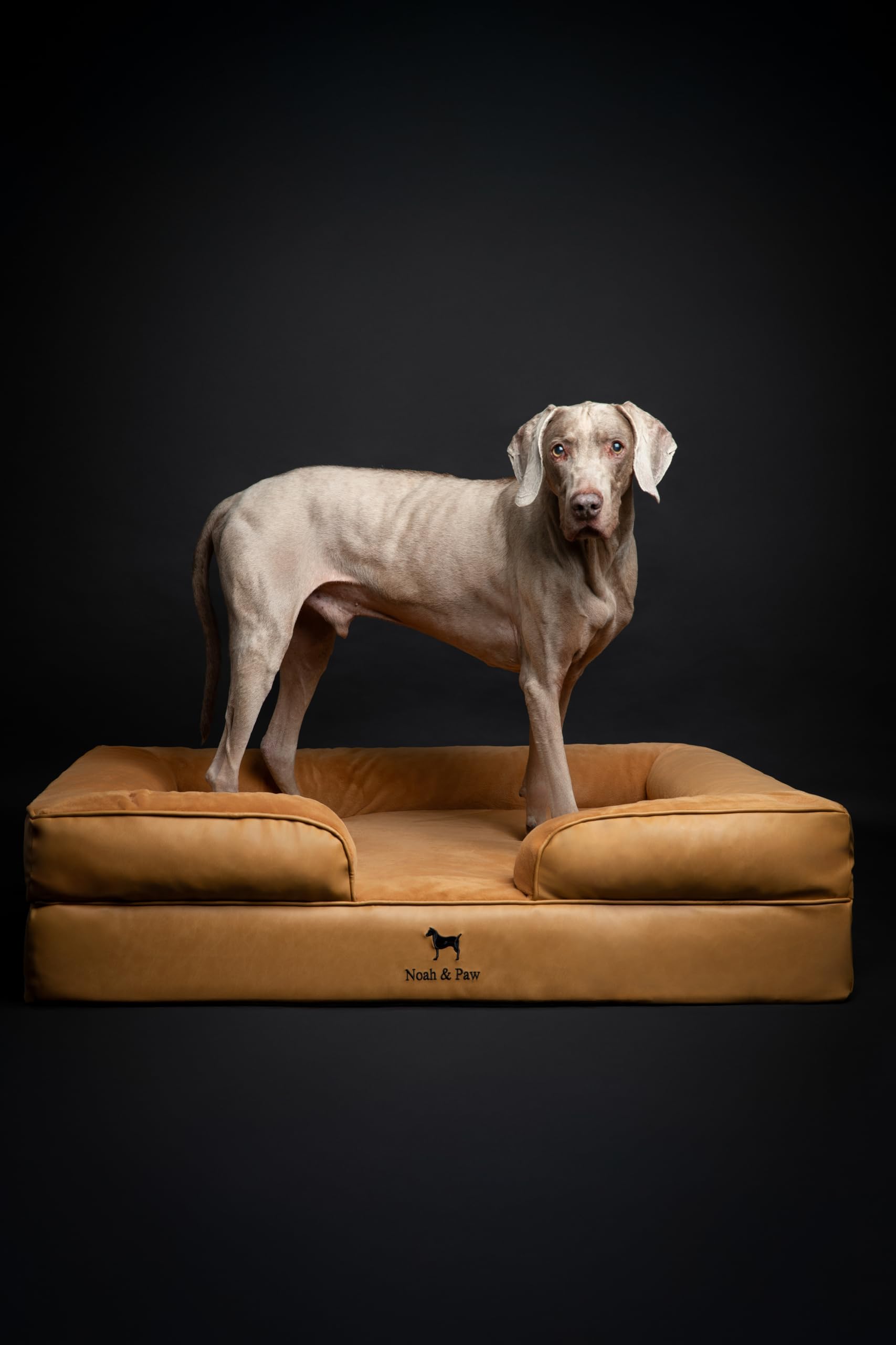 NOAH Y PAW XL, dimensiones 45x35x11 para razas grandes.