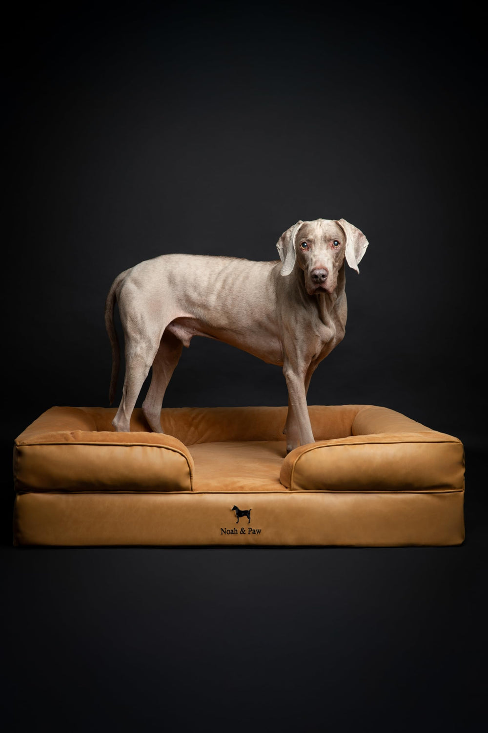 NOAH Y PAW XL, dimensiones 45x35x11 para razas grandes.