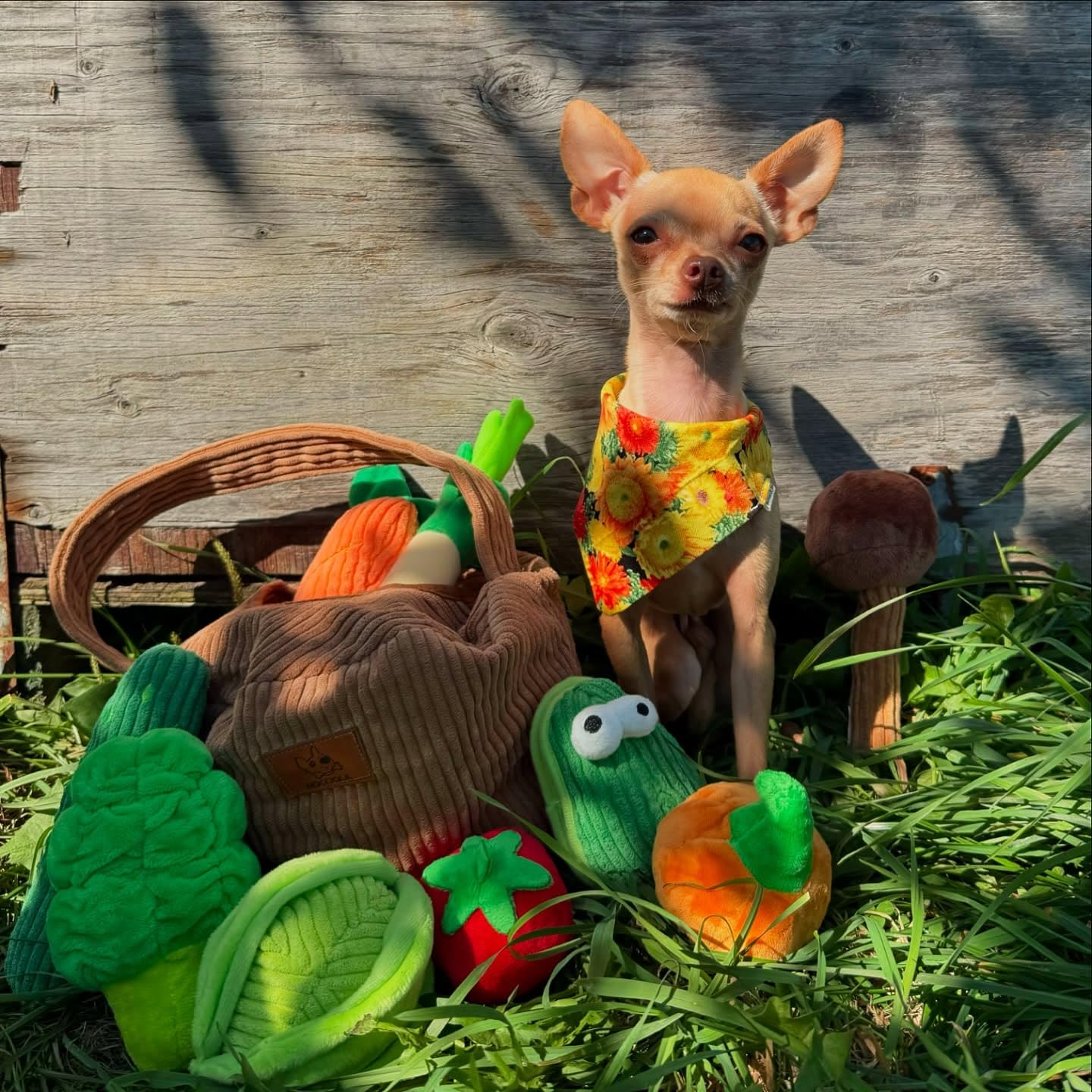 Regalo cumpleaños Nocciola, juguetes para perro que inspiran juego y compañía.
