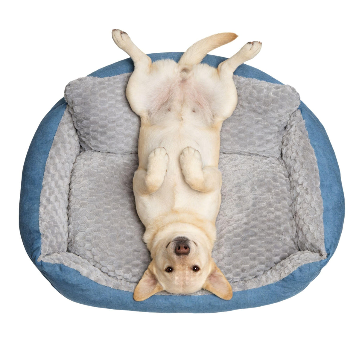 Cama NOFKYNOXA para perro grande con refuerzos 4 lados para mayor soporte.