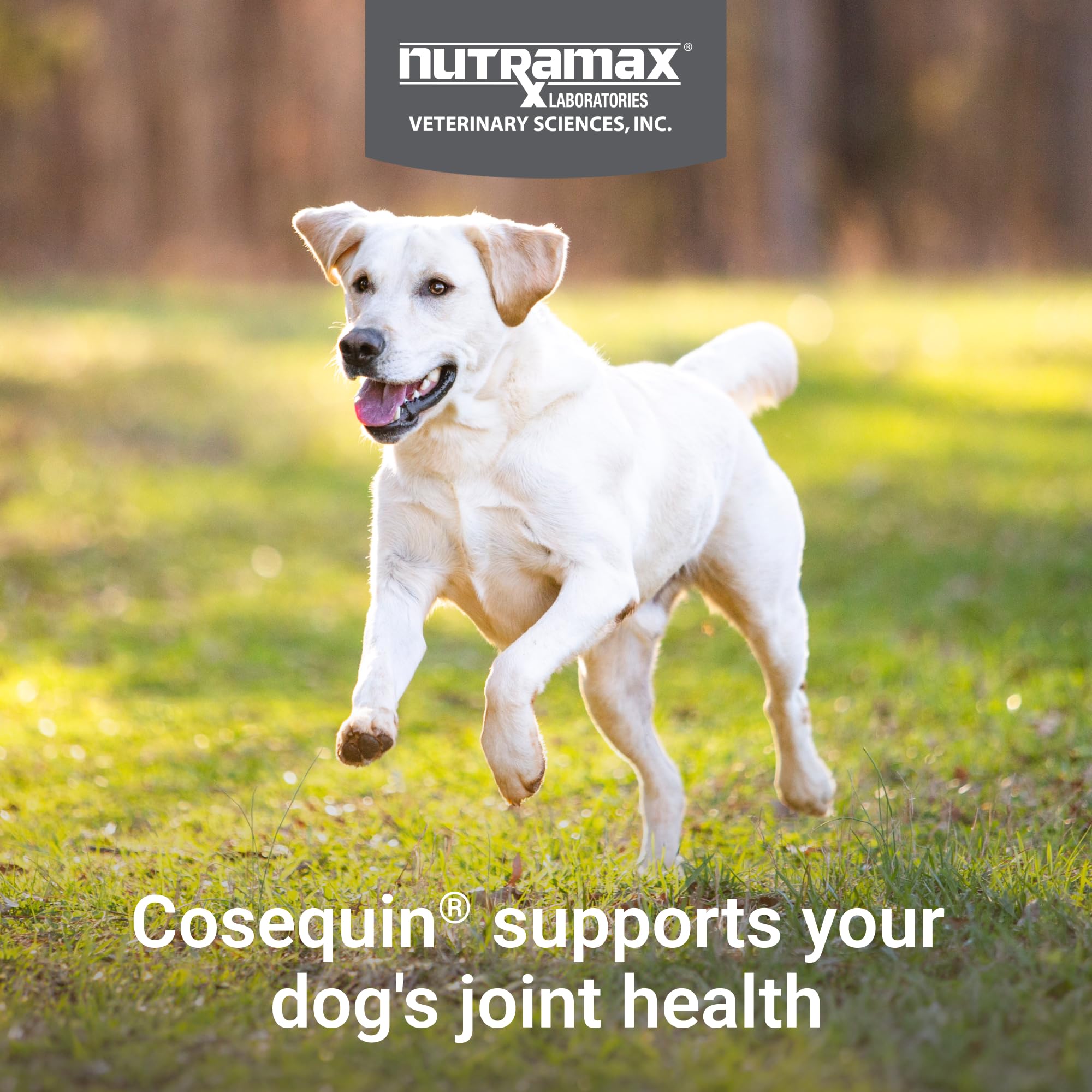 Perro tomando una tableta masticable de Nutramax Cosequin