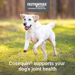 Perro tomando una tableta masticable de Nutramax Cosequin