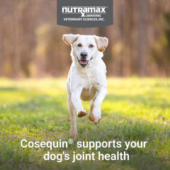 Nutramax Cosequin: perro en ejercicio mostrando movilidad
