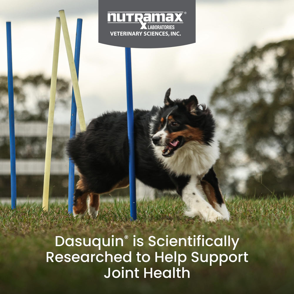 Nutramax Dasuquin: glucosamina clorhidro para articulaciones sanas en perros grandes.