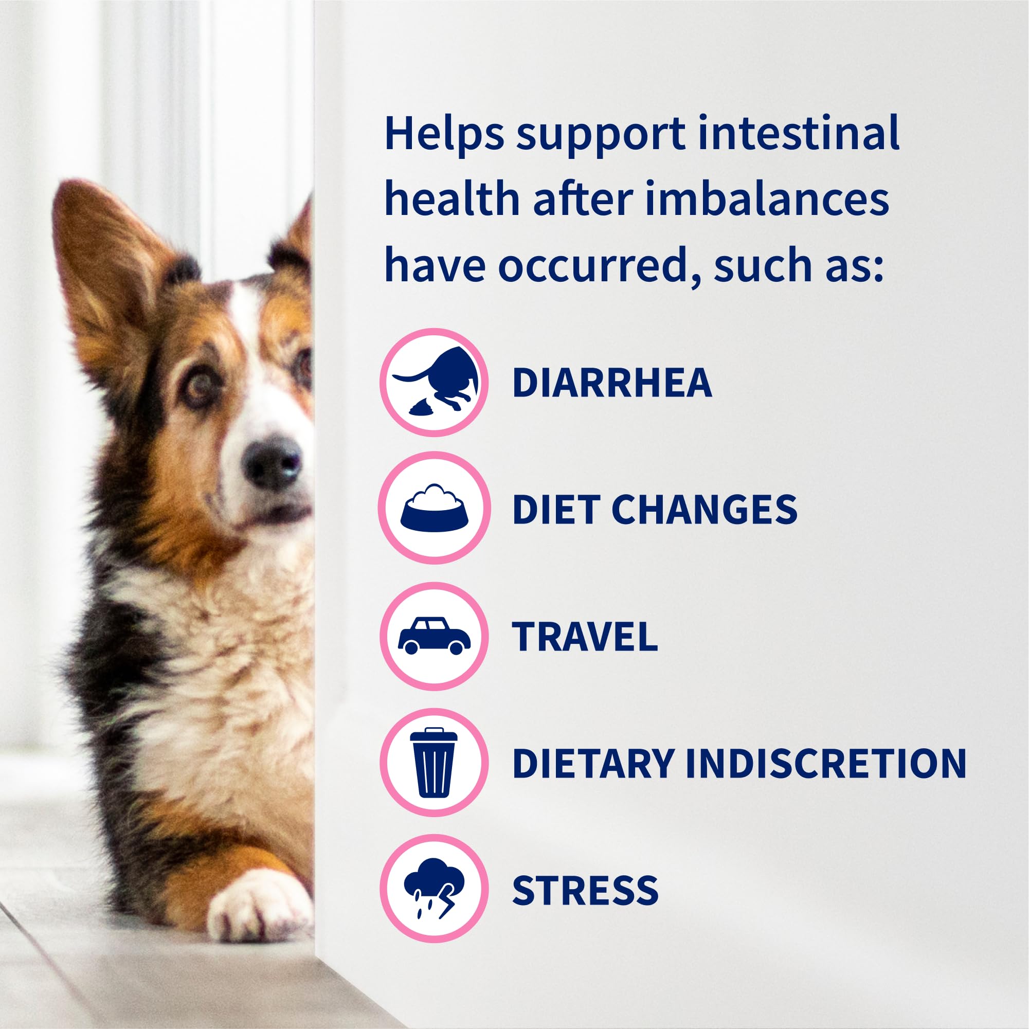 Nutramax Proviable: varias cepas probióticas para apoyar la salud digestiva.