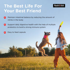 Nutri-Vet Probiotics: sistema digestivo equilibrado para perros.