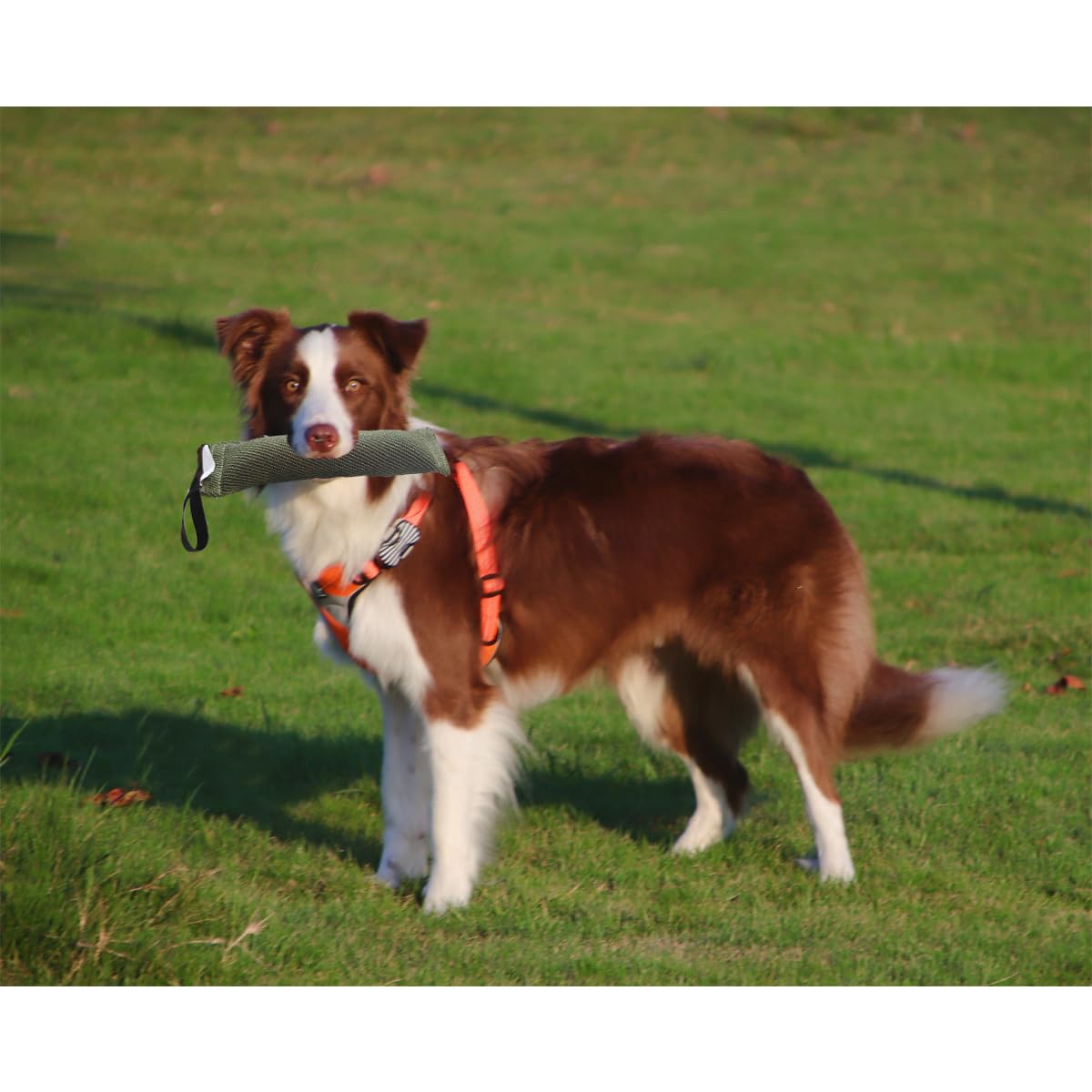 NYDH mordida para perro: ideal para juego y obediencia en casa.