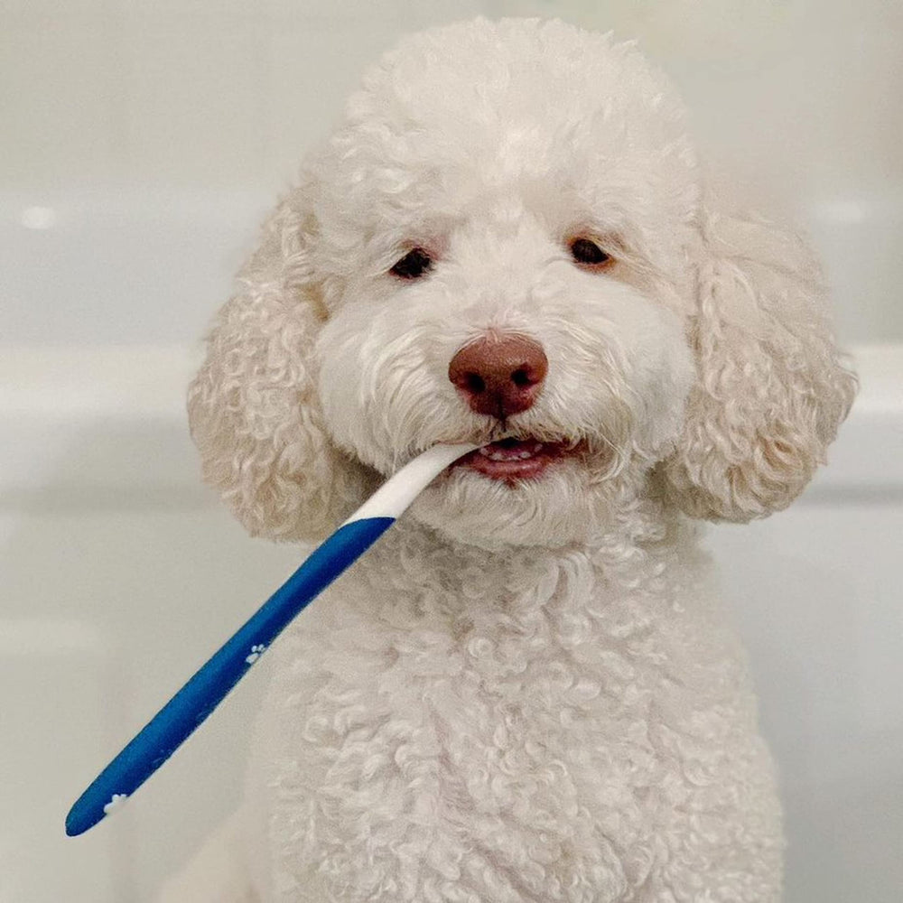 Nylabone Advanced Oral Care, cepillo para dedo para limpieza suave de placa