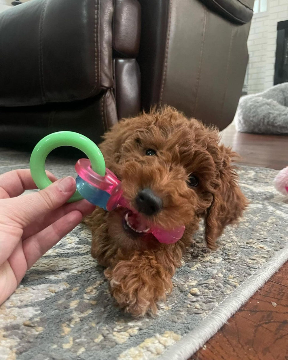 Nylabone Mordedor para cachorros apto para hasta 11 kg