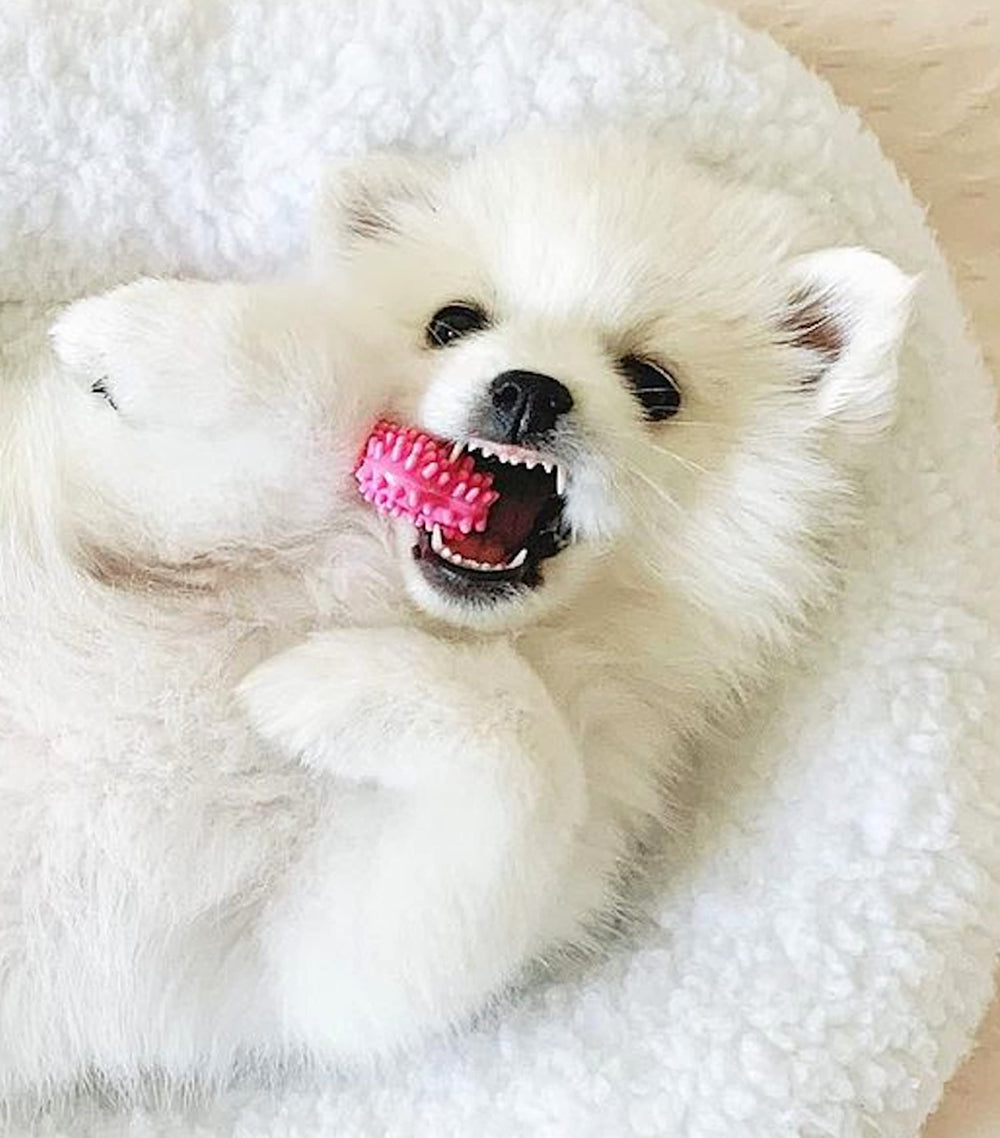 nylabone cachorros hueso pollo masticación intensiva para dientes en desarrollo