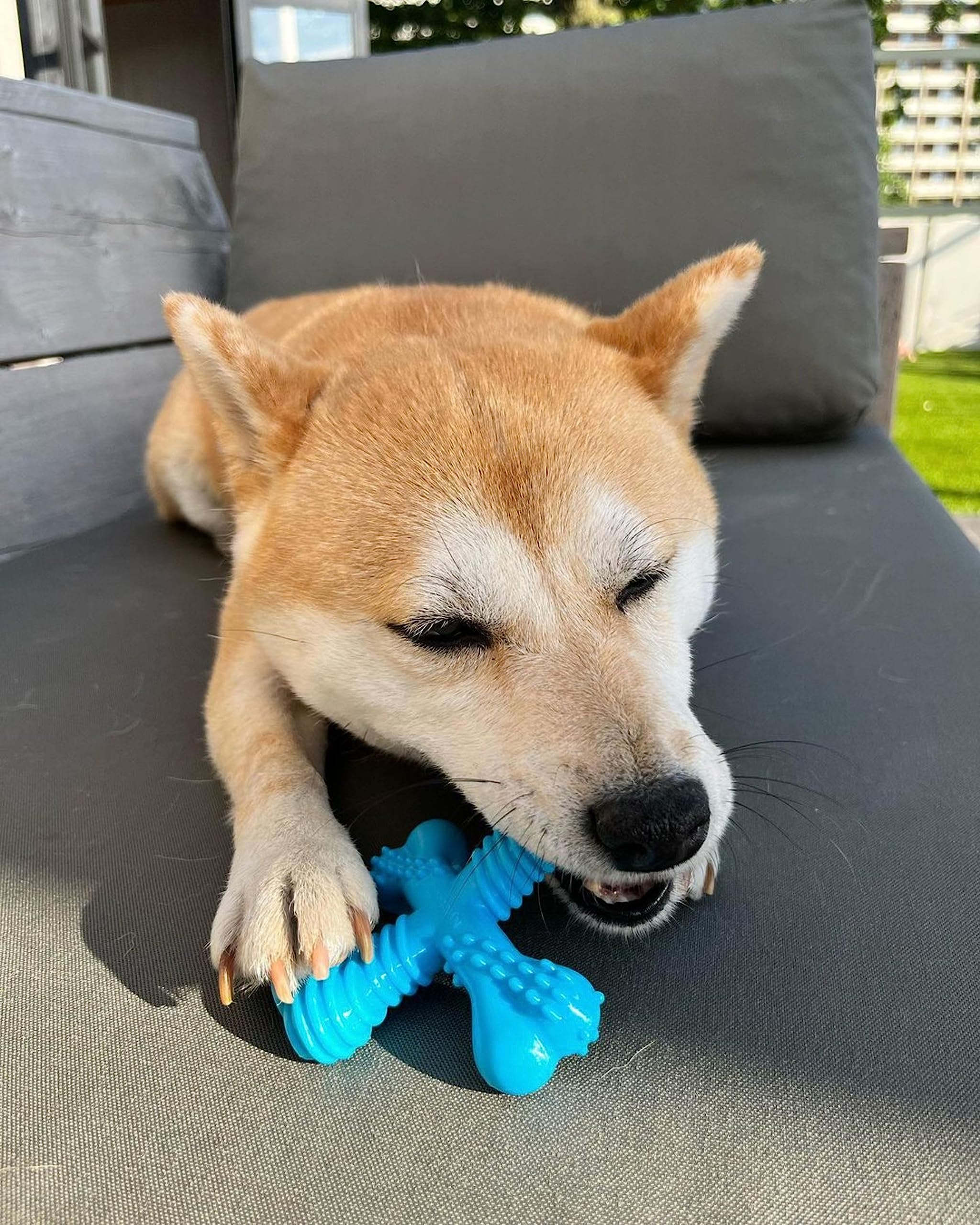 Nylabone Comfort Hold X-Bone, tamaño pequeño para perros hasta 25 libras.
