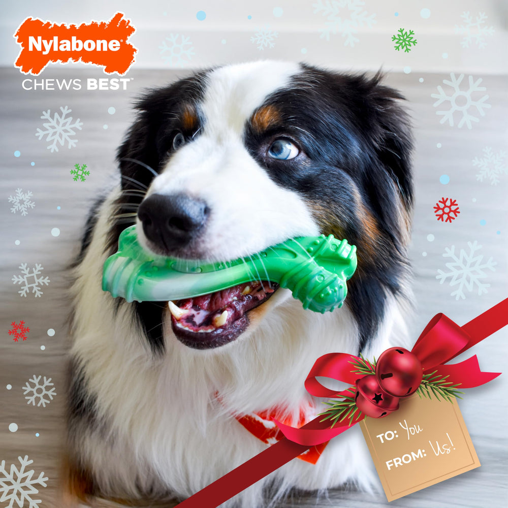 Nylabone Curvy masticacion extrema, mantiene ocupados a perros agresivos.