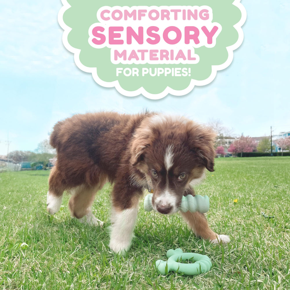 Nylabone diseño para cachorros pequeños, ideal para dientes de leche.