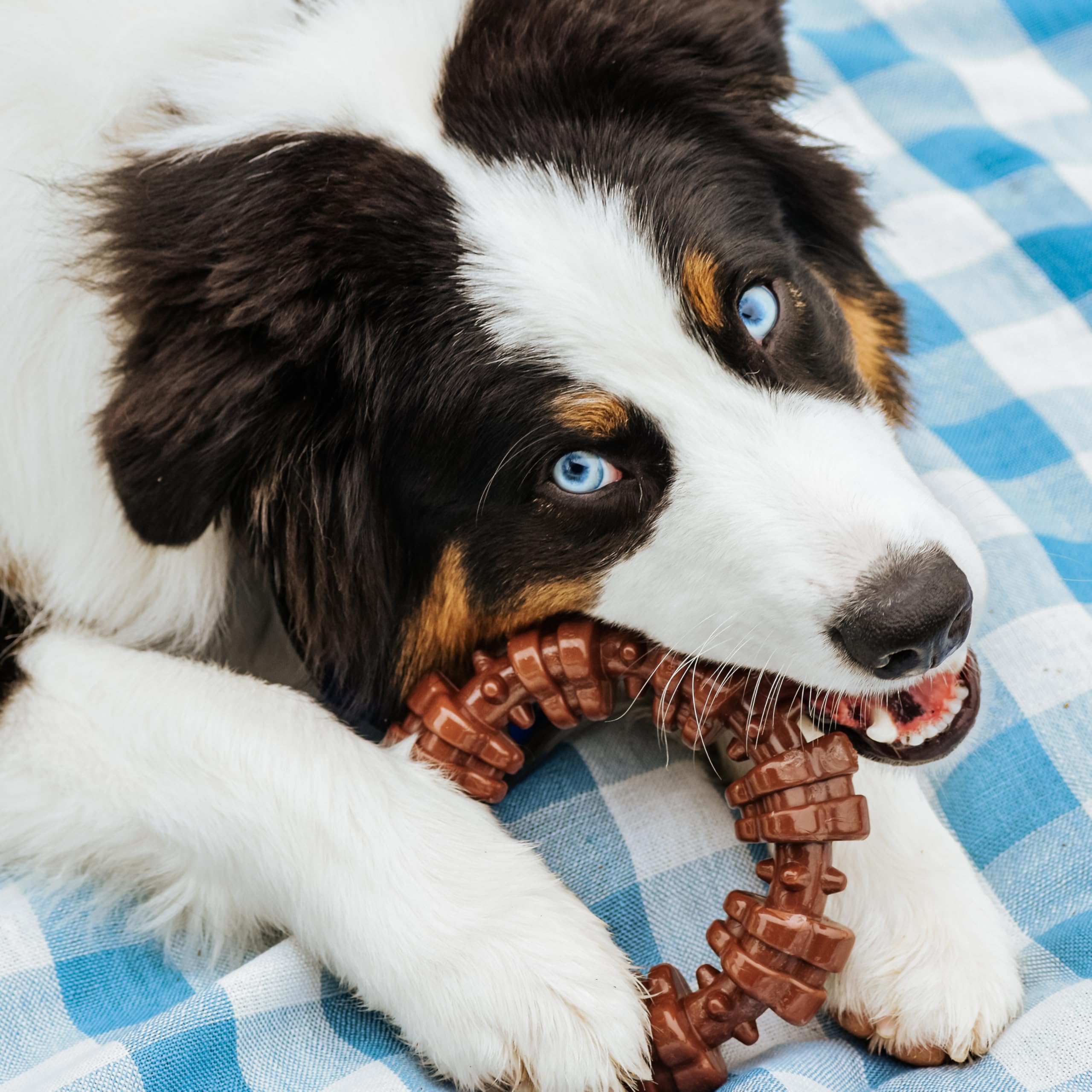 Nylabone Power Chew: superficie texturizada con relieves para masajear encías.
