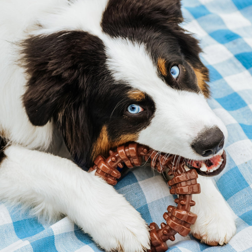 Nylabone Power Chew: superficie texturizada con relieves para masajear encías.