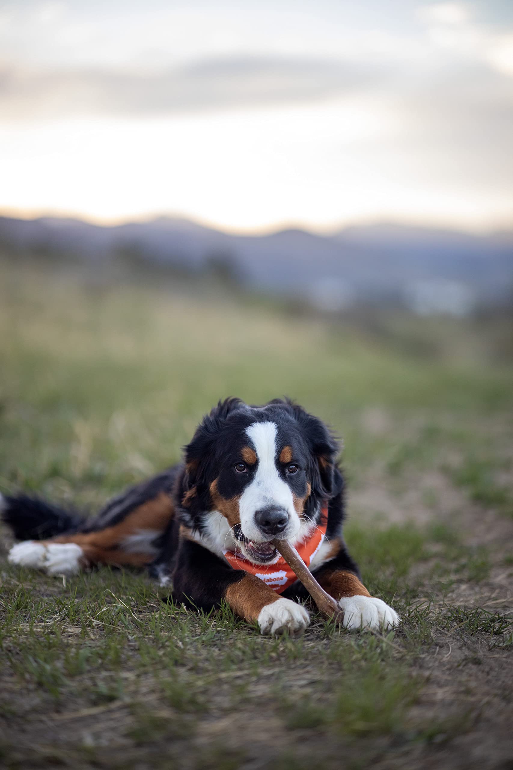Nylabone masticables extragrandes Souper con bacon, ideal para perros grandes y entrenamiento