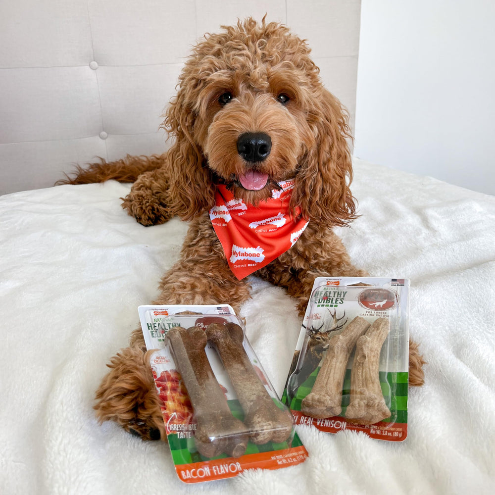 Nylabone golosinas saludables de ciervo salvaje premia al perro con masticación duradera.