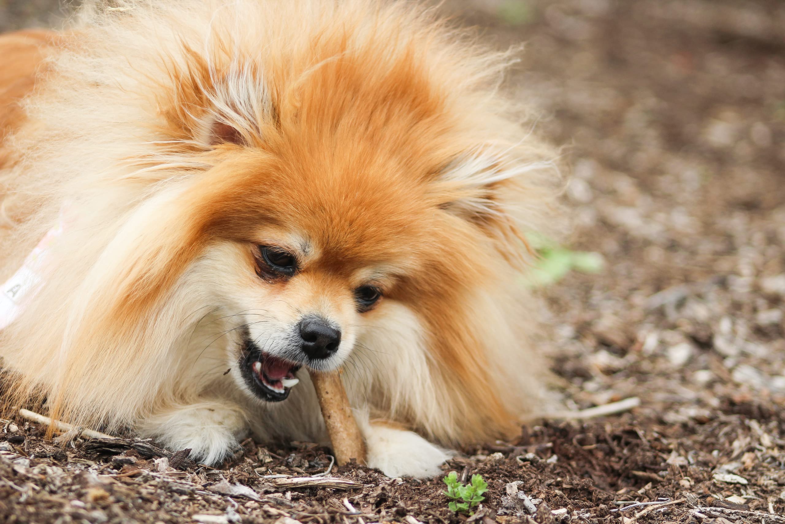 Nylabone Healthy Edibles: masticables de larga duración para mantener ocupado al perro.