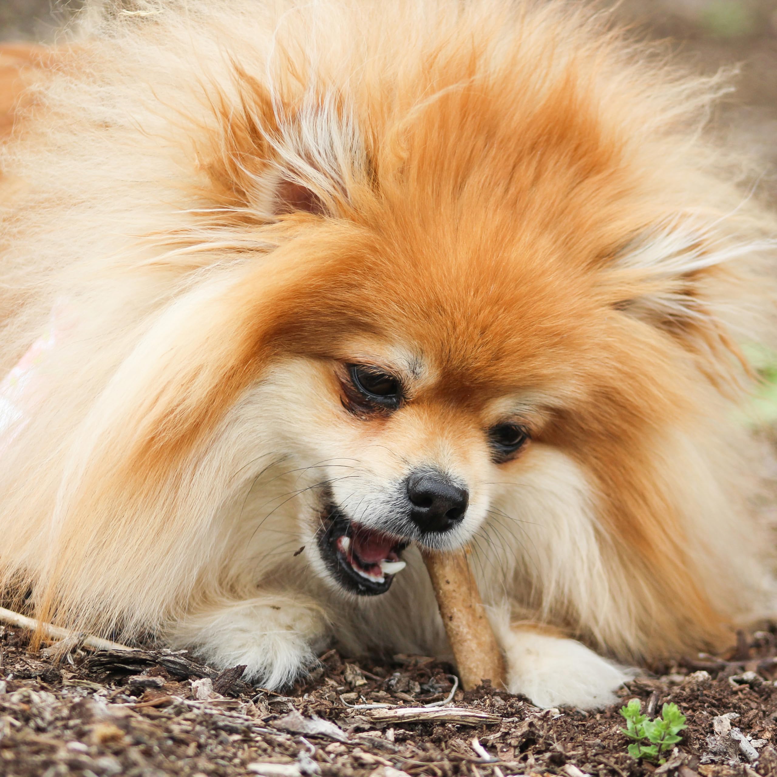 Nylabone Healthy Edibles sabor tocino, masticable y duradero para mantener ocupados.