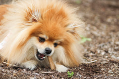 Nylabone Healthy Edibles: masticables de larga duración para mantener ocupado al perro.