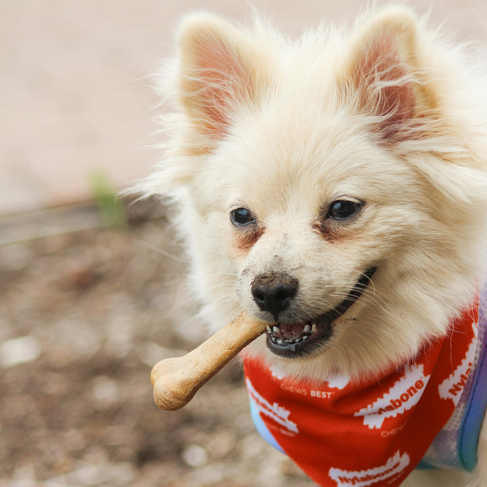 Nylabone Healthy Edibles hecho en EE. UU., calidad para mascotas.