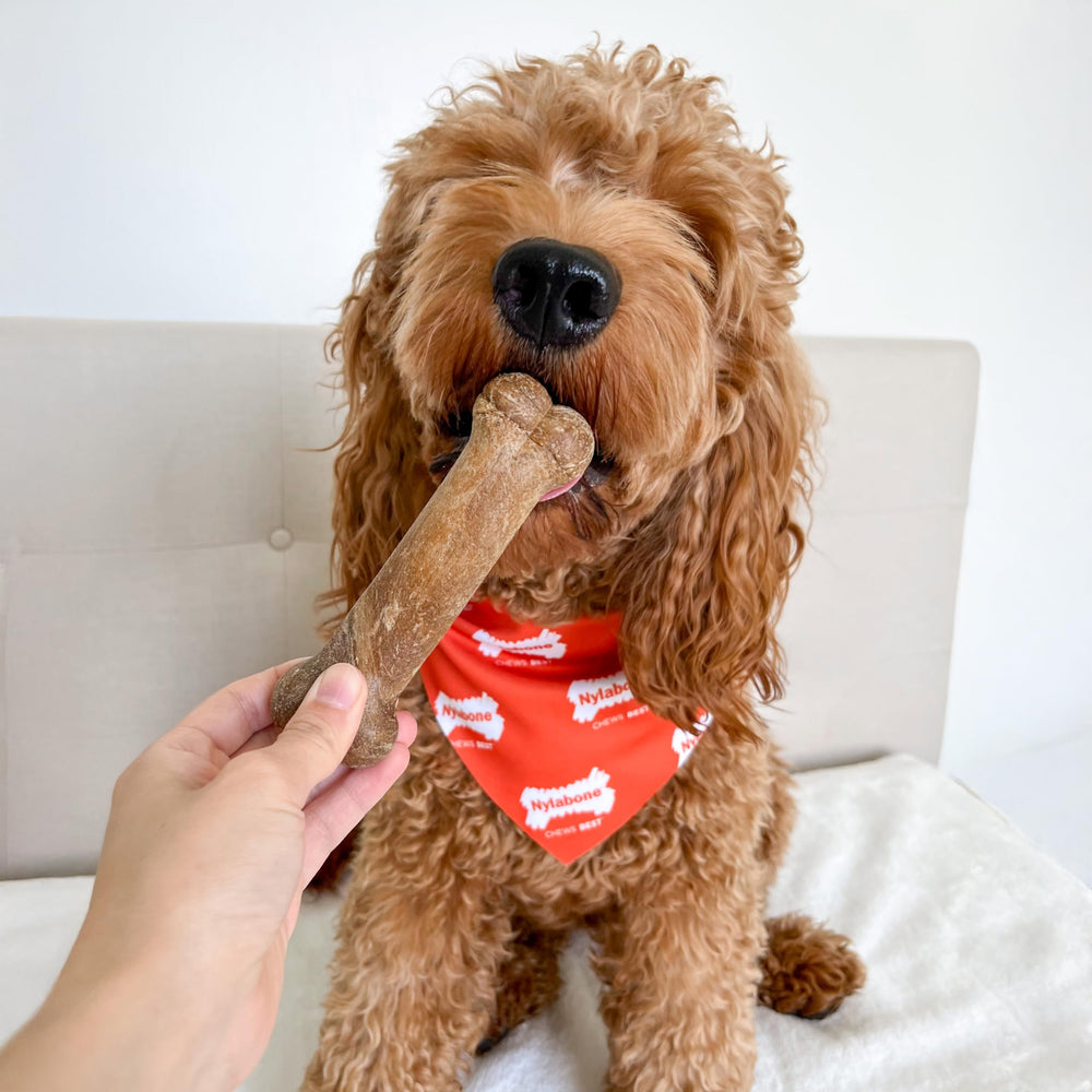 Hueso masticable Nylabone Healthy Edibles, sabor roast beef para masticar más tiempo.
