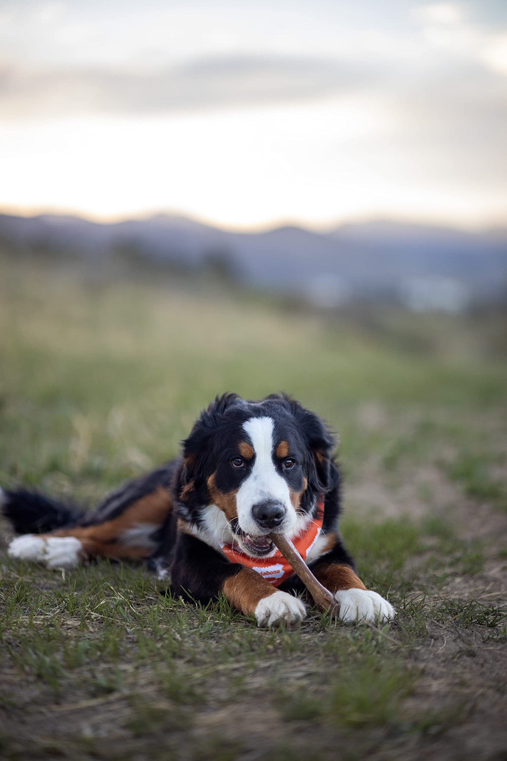Nylabone Healthy Edibles: masticables con rugosidades y protuberancias para masticación segura