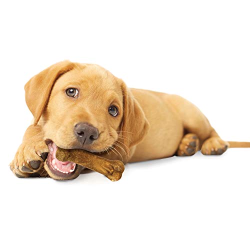 Nylabone Healthy Edibles para sesiones de juego y rutina diaria con tu cachorro.