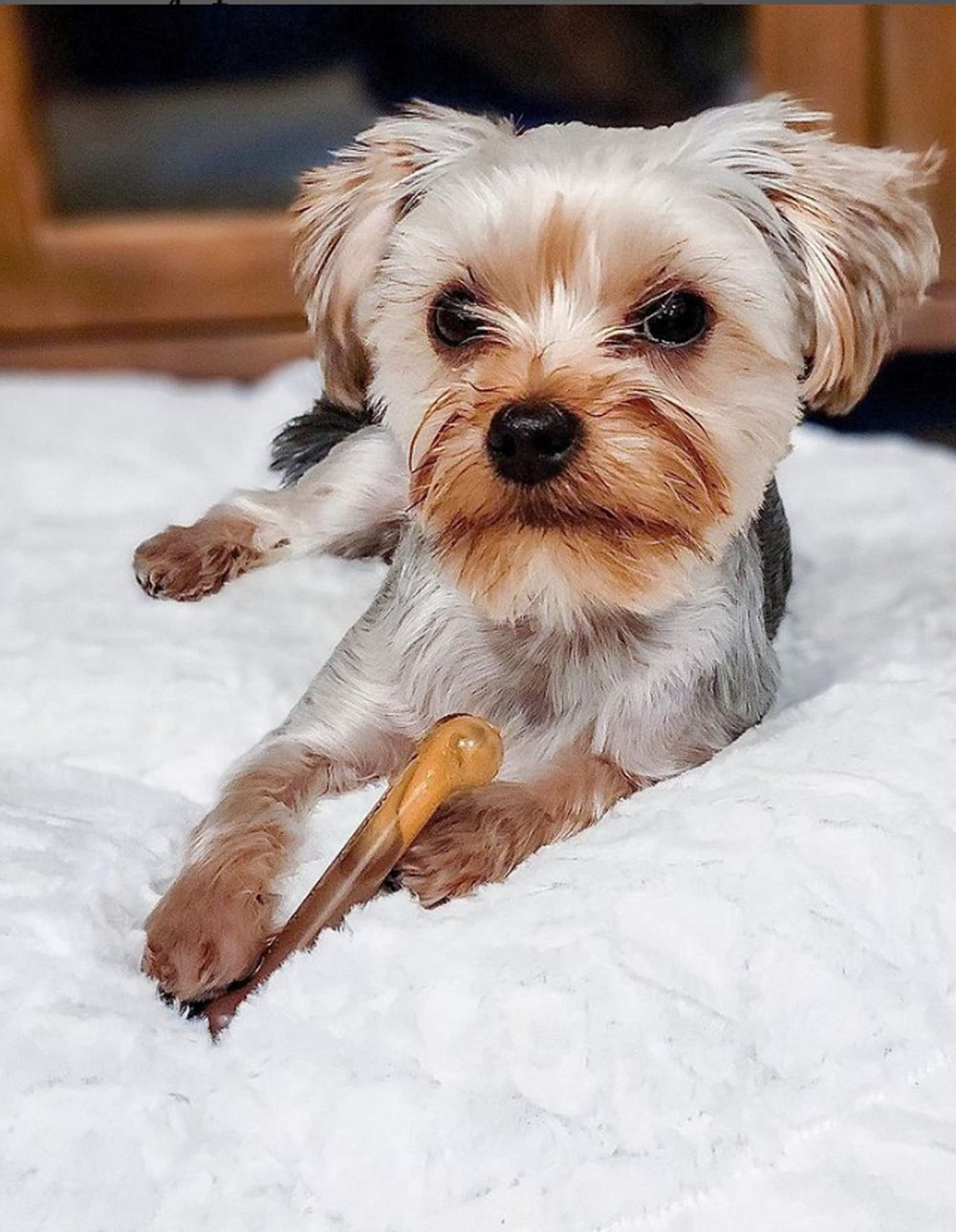 Hueso Original Potencia para perros pequeños: forma icónica que impulsa masticación saludable.