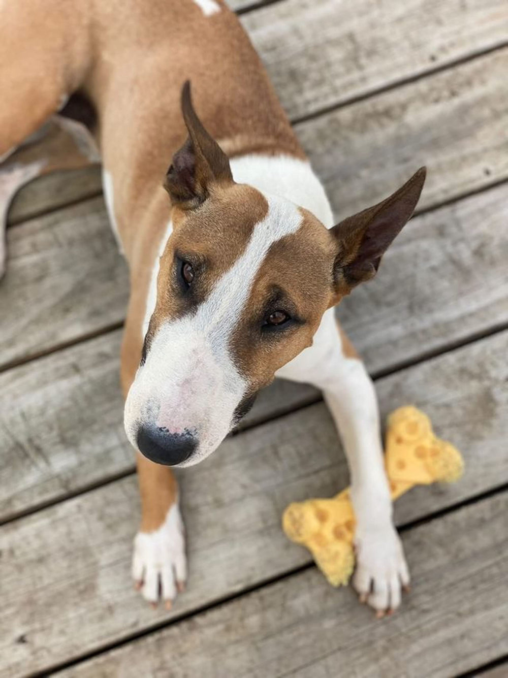 Nylabone Hueso Queso Potente Mordedor - Ideal para fomentar hábitos positivos de juego.