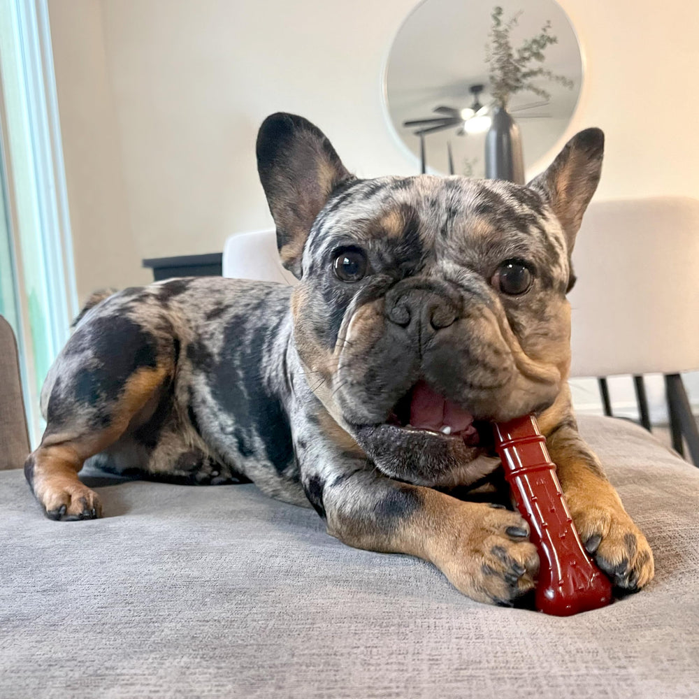 Nylabone Juguete masticable resistente para mordedores agresivos, mantiene ocupado.