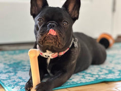 Nylabone Juguete de masticación dura para mordidas intensas.