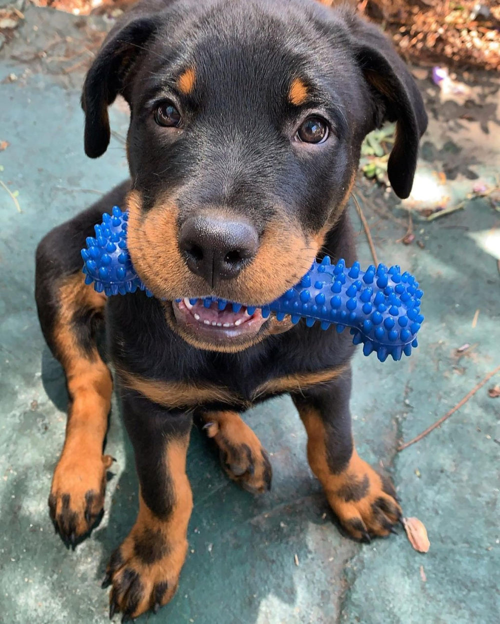 Hueso dental de Nylabone con textura blanda para perros mayores.