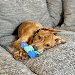 Nylabone juguete de masticación para cachorros, ideal para hábitos saludables