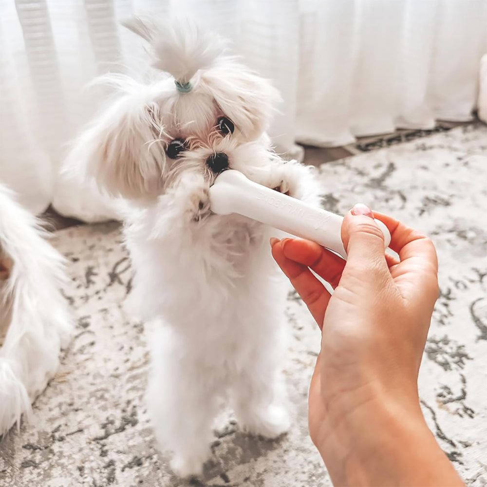 Juguete texturizado azul de Nylabone para cachorros promueve dentición saludable