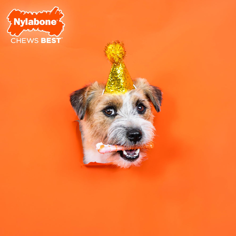 Nylabone masticable extremo, muestra una mordida intensa para perros.