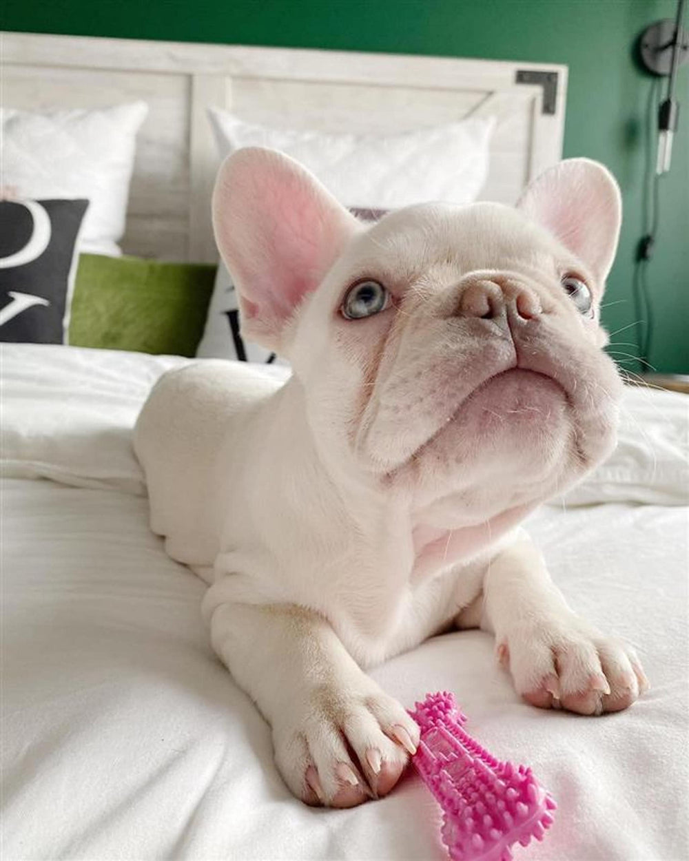 Nylabone mordedor texturado para cachorros: apoyo a la higiene dental durante la dentición