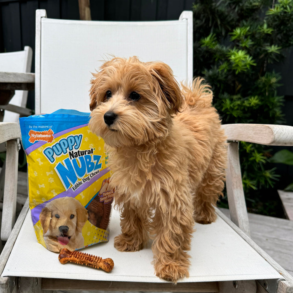 Nylabone Nubz paquete de 8 piezas, gran valor para recompensas naturales.