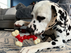 Nylon duradero de Nylabone para mordedores fuertes de perros medianos.