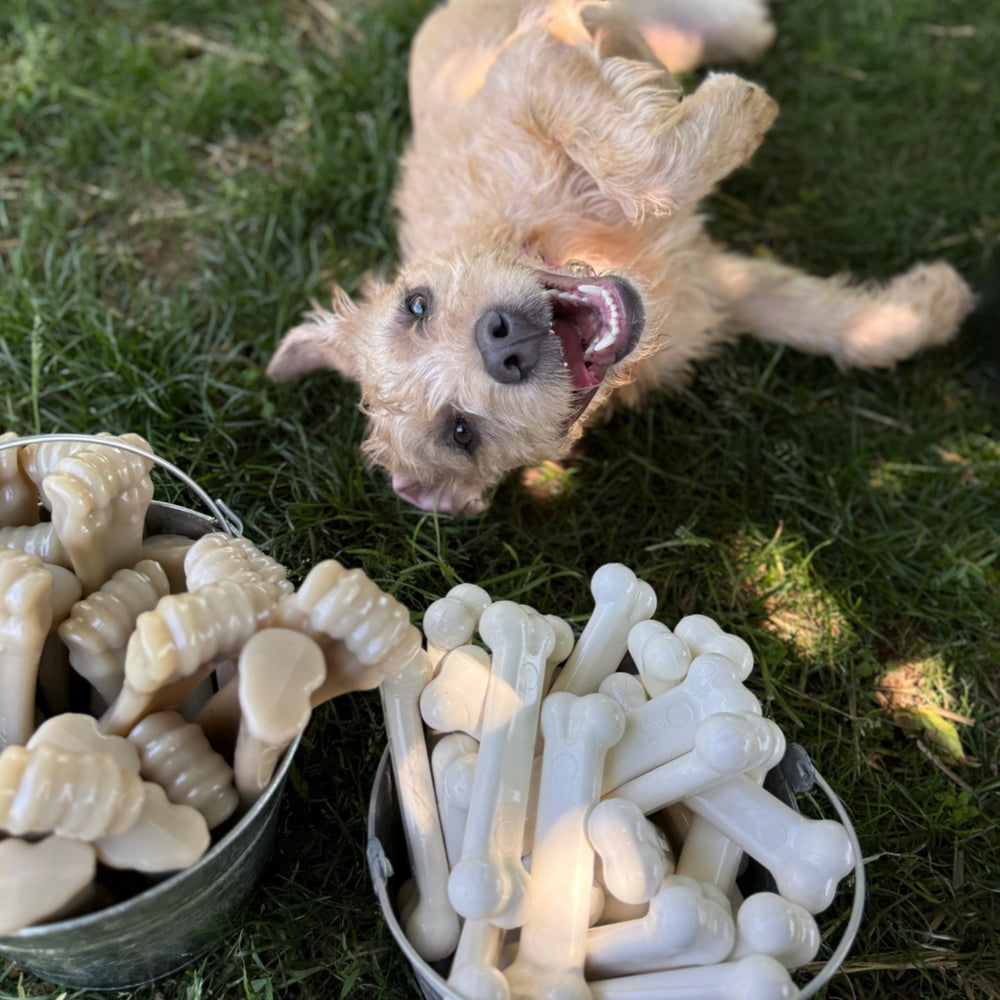 Ayuda a limpieza dental durante la masticación con Nylabone.
