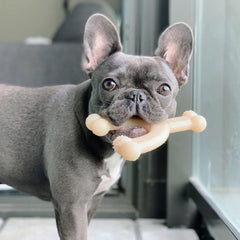 Nylabone Original Wishbone promueve salud dental al limpiar dientes mientras muerde.